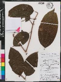 Conostegia hotteana image