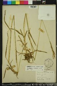 Paspalum dilatatum image