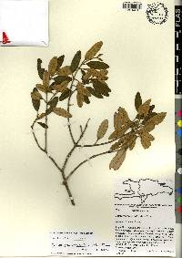 Miconia longicollis image