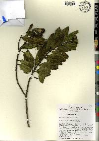 Meriania involucrata image