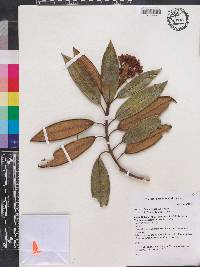 Miconia alternifolia image