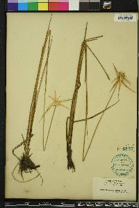 Dichromena latifolia image