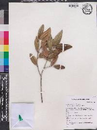 Miconia bissei image
