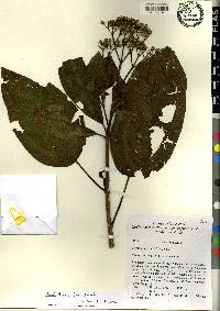Miconia favosa image