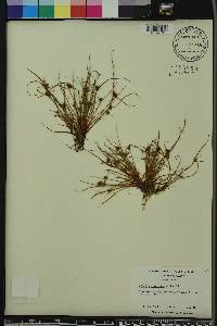 Cyperus squarrosus image