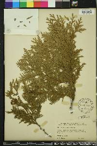 Thuja occidentalis image