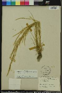 Festuca sciurea image