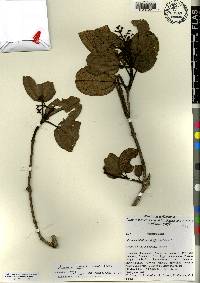 Miconia alainii image