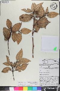 Miconia macrocarpa subsp. macrocarpa image