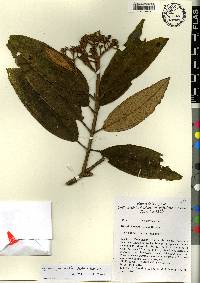 Miconia jimenezii image