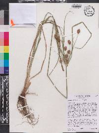 Cyperus retrorsus image