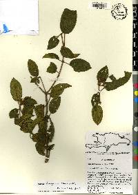 Miconia ferruginea image