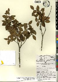 Lyonia truncata var. montecristina image