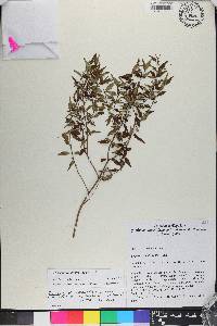 Miconia gracilifolia image