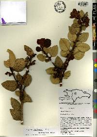 Lyonia heptamera image
