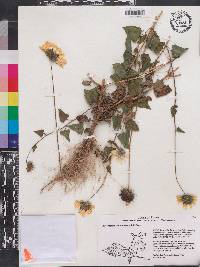 Helianthus debilis image