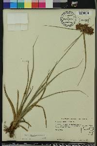 Cyperus planifolius image