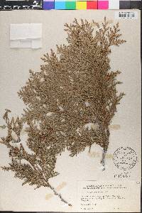 Thuja occidentalis image