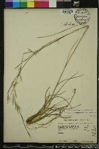 Andropogon virginicus var. glaucus image