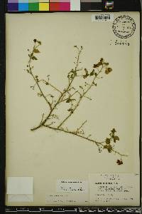 Solanum americanum image