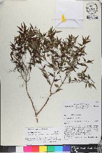 Miconia gracilifolia image