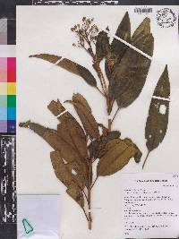 Miconia calycina image
