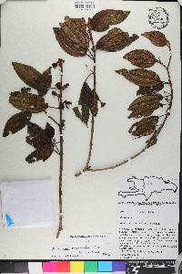 Miconia hirticaulis image