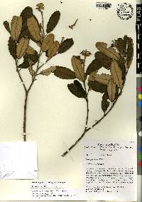 Miconia longicollis image