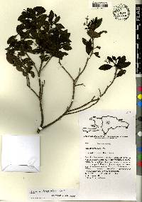 Miconia desportesii image
