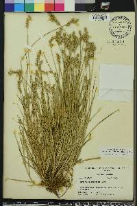 Carex albolutescens image