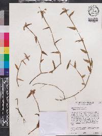 Callisia micrantha image