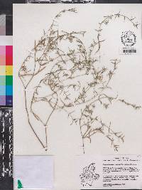 Euphorbia angusta image