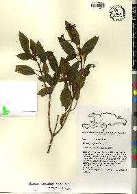 Miconia ferruginea image