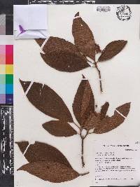 Conostegia caelestis image