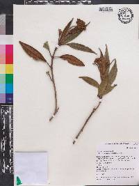 Miconia skeaniana image