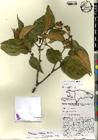 Miconia cordilamina image