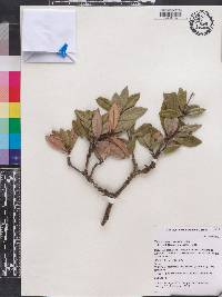 Calycogonium grisebachii image
