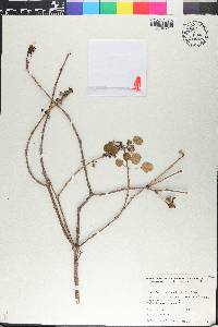 Euphorbia petiolaris image