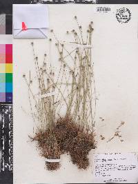 Lachnocaulon anceps image