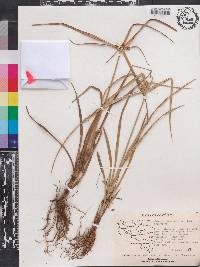 Cyperus entrerianus image