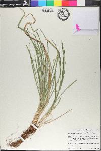 Carex cumberlandensis image