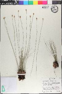 Bulbostylis paradoxa image