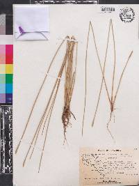 Eleocharis fistulosa image