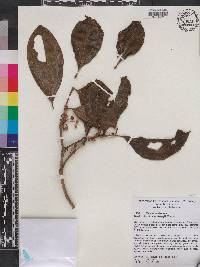 Medinilla versteegii image
