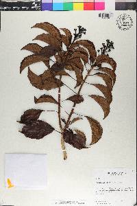 Dendropanax caucanus image