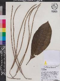 Alstonia costata image