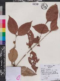 Rhodamnia blairiana var. propinqua image