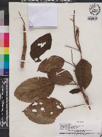 Heteroblemma alternifolium image