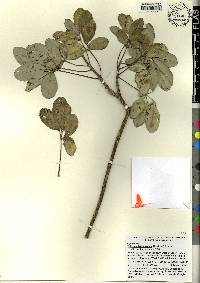 Tabebuia bahamensis image