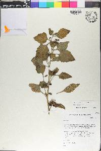 Solanum nigrum image